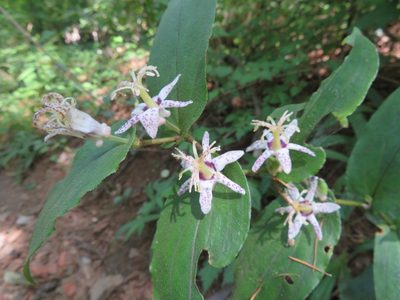 Tricyrtis affinis, photographed by Marco Mussita