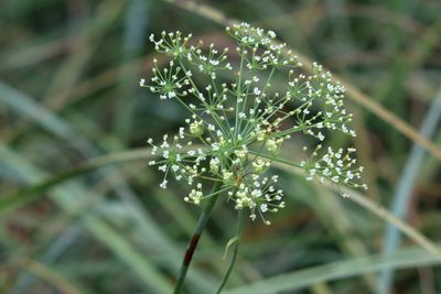 Tiedemannia filiformis, photographed by Lauren McLaurin