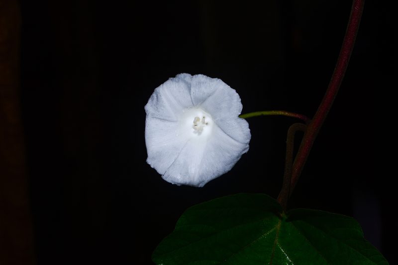Operculina ventricosa, photographed by S.MORE