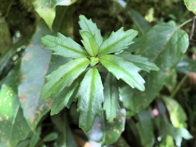 Lysionotus pauciflorus, photographed by 黃美滿