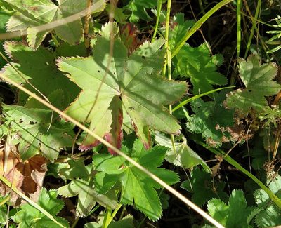 Alchemilla conglobata, photographed by Olesia Haha