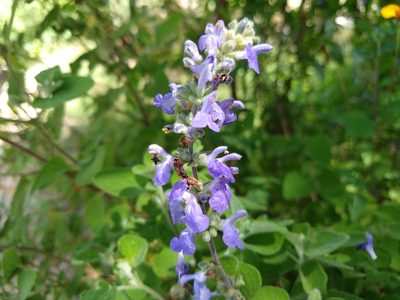 Salvia melissodora, photographed by Alexis López Hernández