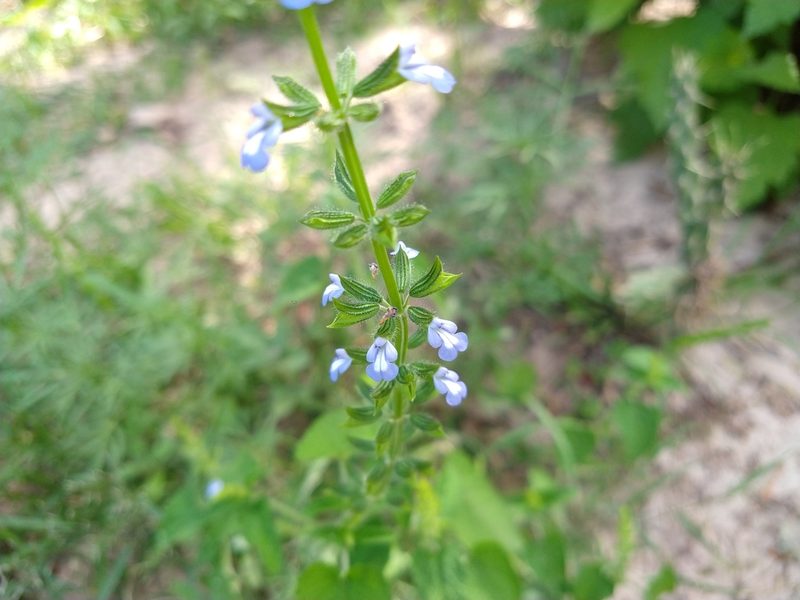 Salvia podadena, photographed by Alexis López Hernández