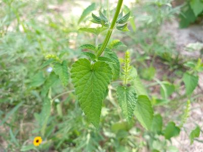 Salvia podadena, photographed by Alexis López Hernández