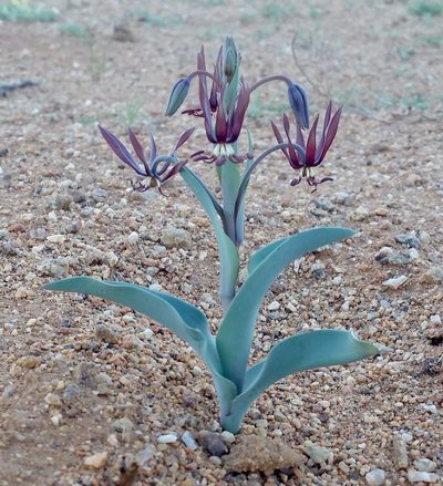Ornithoglossum vulgare, photographed by slobirdr