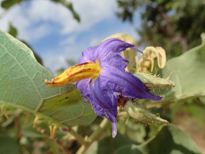 Solanum lycocarpum, photographed by Tsssss