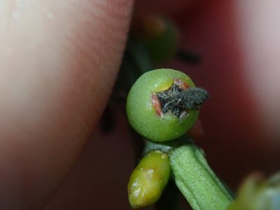 Rhipsalis teres, photographed by Tsssss