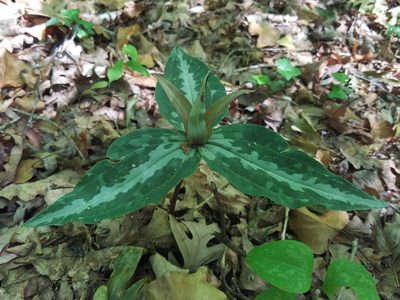 Trillium underwoodii, photographed by Leila Dasher
