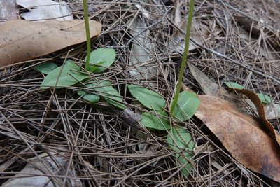 Pterostylis acuminata, photographed by John Barkla
