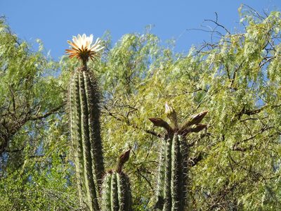 Trichocereus tacaquirensis, photographed by Naturalist Tours