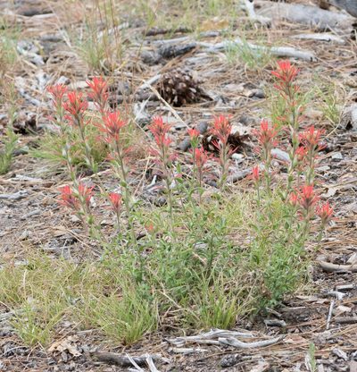 Castilleja montigena, photographed by Jesse Rorabaugh