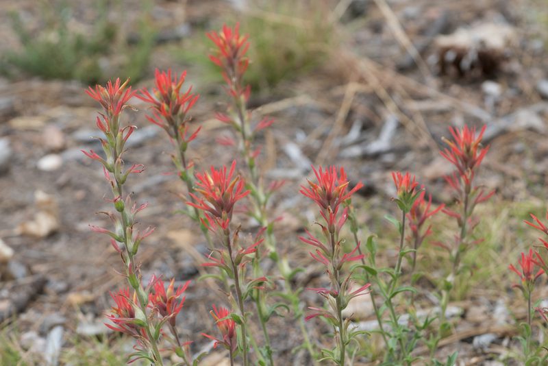 Castilleja montigena, photographed by Jesse Rorabaugh