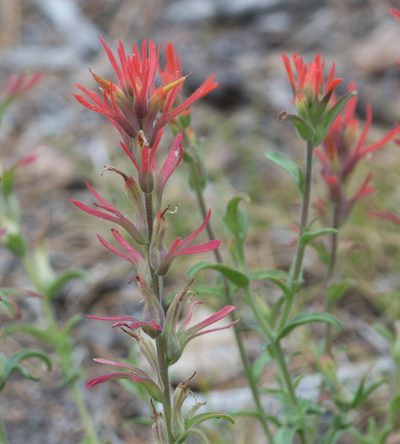 Castilleja montigena, photographed by Jesse Rorabaugh