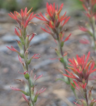 Castilleja montigena, photographed by Jesse Rorabaugh