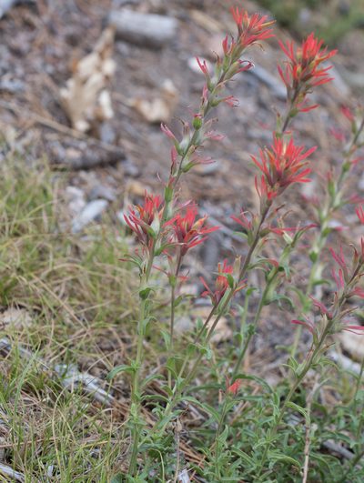 Castilleja montigena, photographed by Jesse Rorabaugh