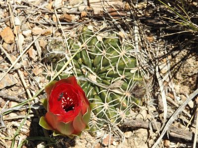 Lobivia cinnabarina, photographed by Naturalist Tours