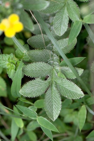 Argentina lineata, photographed by Ramnarayan K