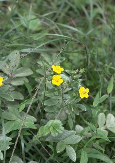 Argentina lineata, photographed by Ramnarayan K