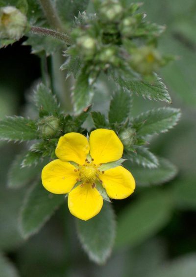 Argentina lineata, photographed by Ramnarayan K