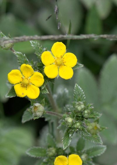 Argentina lineata, photographed by Ramnarayan K