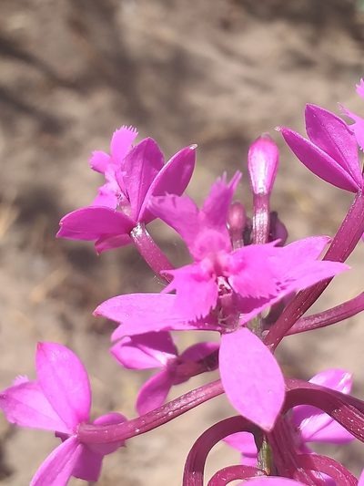 Epidendrum jamiesonis, photographed by Alejandro Alfredo Aguirre