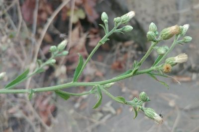 Baccharis plummerae, photographed by Casey H. Richart