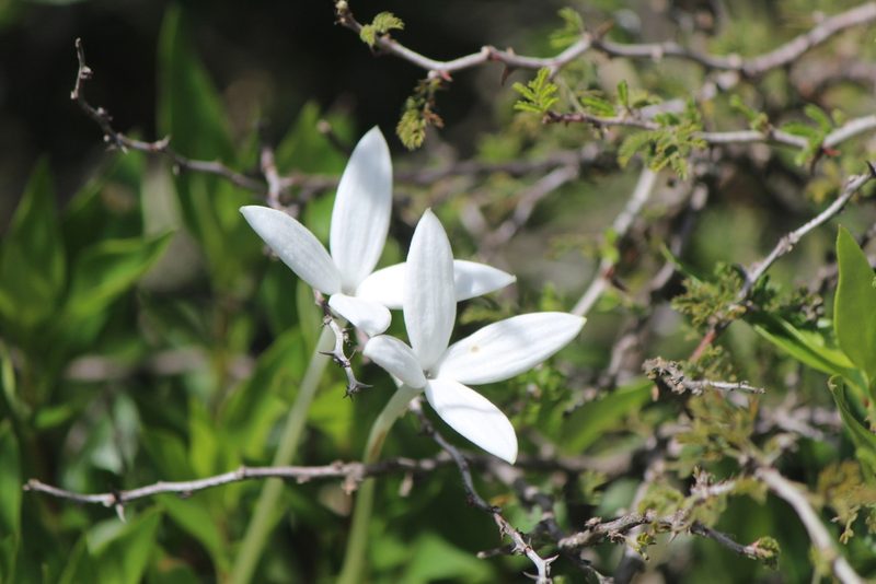 Bouvardia longiflora, photographed by José Belem Hernández Díaz
