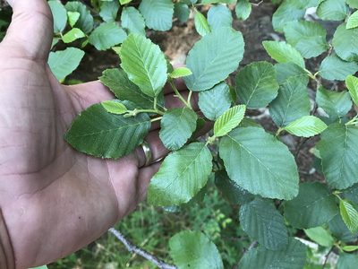 Alnus oblongifolia, photographed by CK2AZ