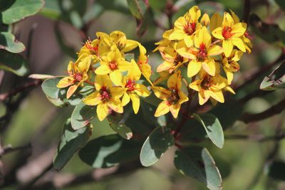 Galphimia glauca, photographed by José Belem Hernández Díaz