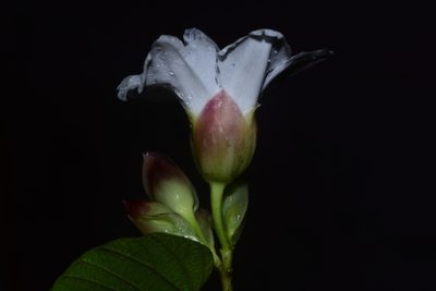 Operculina ventricosa, photographed by S.MORE