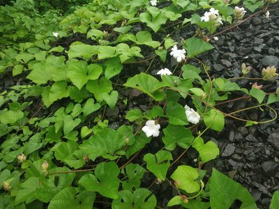 Operculina ventricosa, photographed by S.MORE