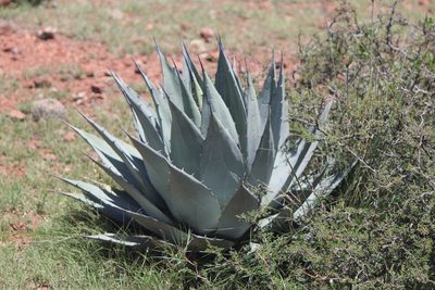 Agave applanata, photographed by José Belem Hernández Díaz