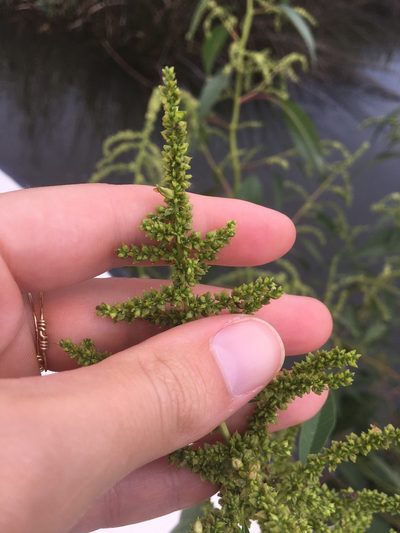 Amaranthus australis, photographed by Jessica