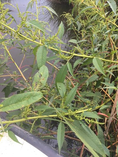 Amaranthus australis, photographed by Jessica