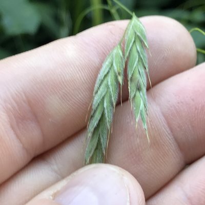 Bromus pubescens, photographed by Summit Metro Parks