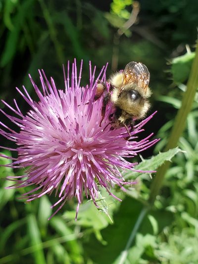 Cirsium remotifolium, photographed by Ellen Watrous