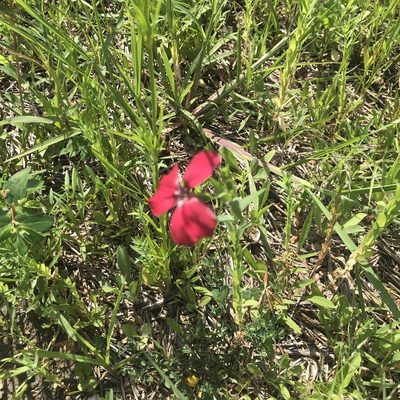 Linum grandiflorum, photographed by Summit Metro Parks