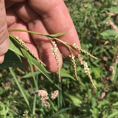 Persicaria extremiorientalis, photographed by Summit Metro Parks