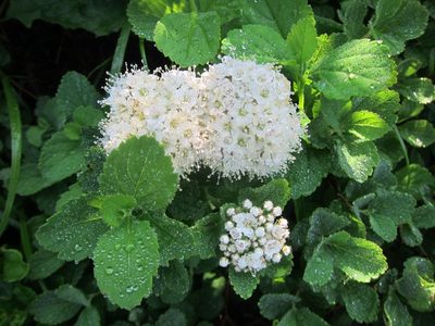 Spiraea betulifolia, photographed by Marco Mussita
