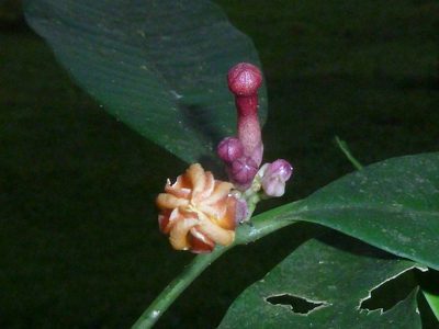 Tabernaemontana undulata, photographed by Eduardo Chacón Madrigal