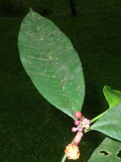 Tabernaemontana undulata, photographed by Eduardo Chacón Madrigal