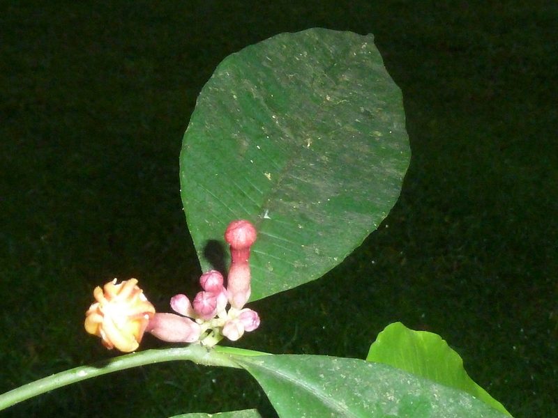 Tabernaemontana undulata, photographed by Eduardo Chacón Madrigal