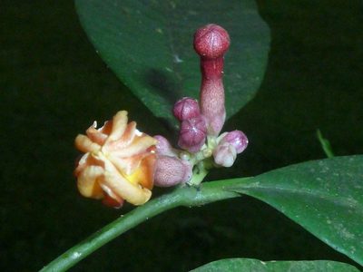 Tabernaemontana undulata, photographed by Eduardo Chacón Madrigal