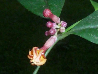 Tabernaemontana undulata, photographed by Eduardo Chacón Madrigal