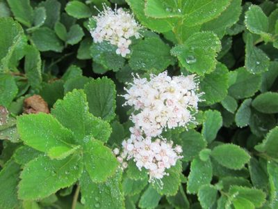 Spiraea betulifolia, photographed by Marco Mussita