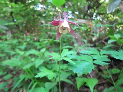 Aquilegia buergeriana, photographed by Marco Mussita