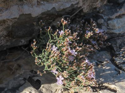 Limonium diomedeum, photographed by Emanuele Santarelli