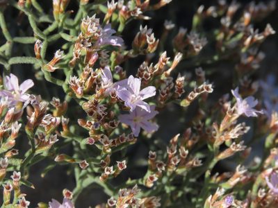 Limonium diomedeum, photographed by Emanuele Santarelli