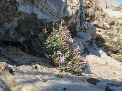 Limonium diomedeum, photographed by Emanuele Santarelli