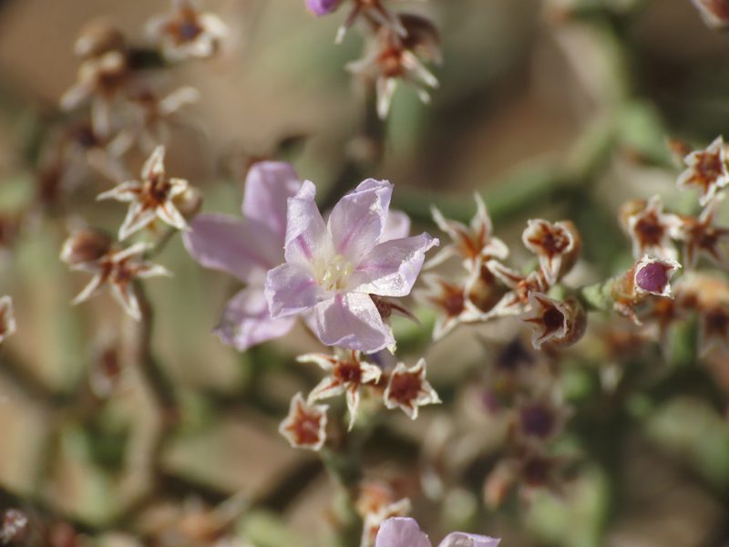 Limonium diomedeum, photographed by Emanuele Santarelli